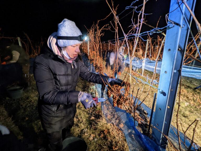 Winzerin Silke Mayr schneidet Muskatellertrauben