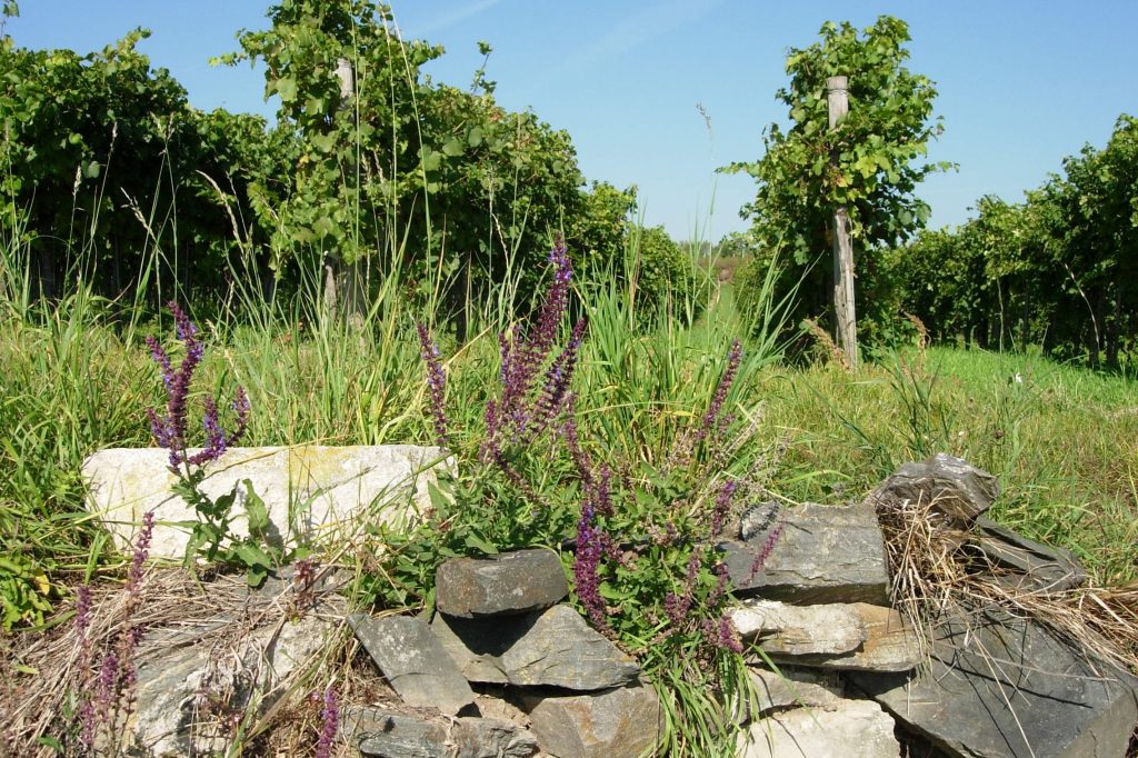 Granite rocks in the Kremsleithen vineyard