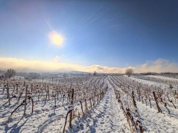 Blick über verschneite Weingärten